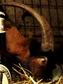 VEKOPOPOVICK KOZEL (2008)